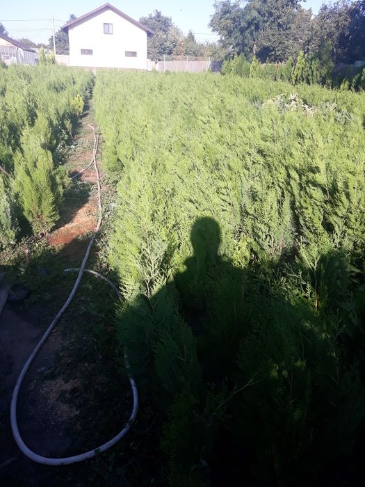 E timpul să plantăm tuia biota