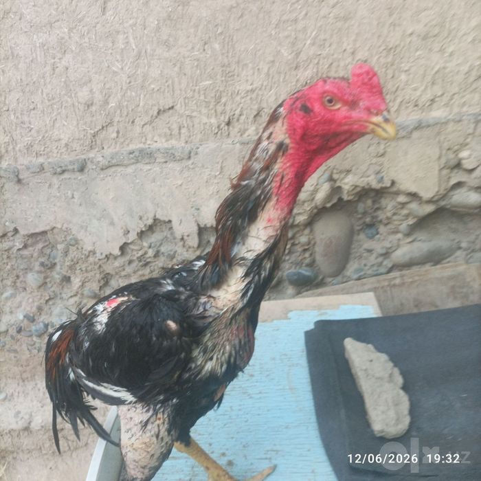 Pravaznoy horoz sotiladi zori toza narsa