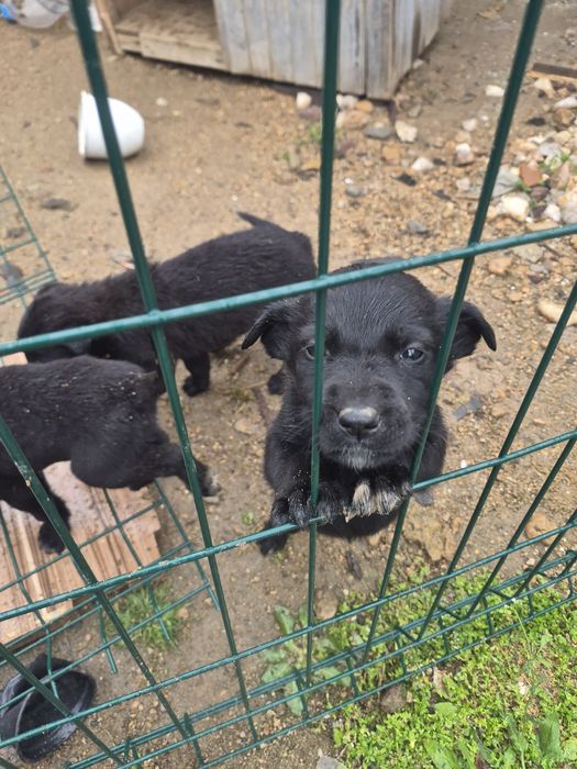 Подарявам кученца