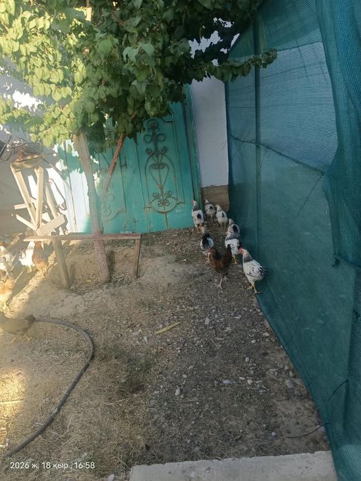 Куры, петух, тауықтар