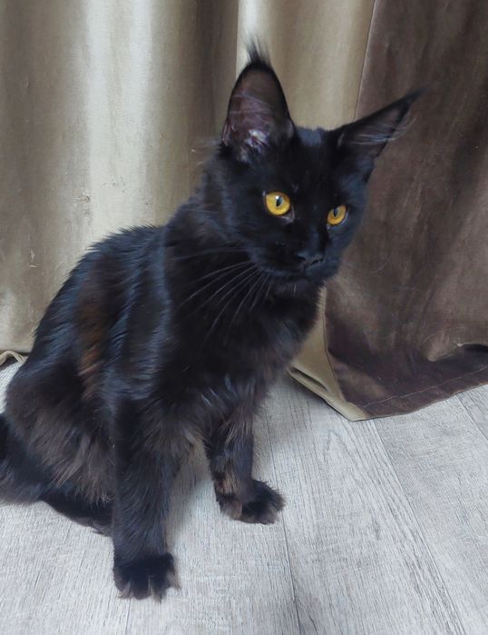 Кошечка Мей-кун 5 месяцев