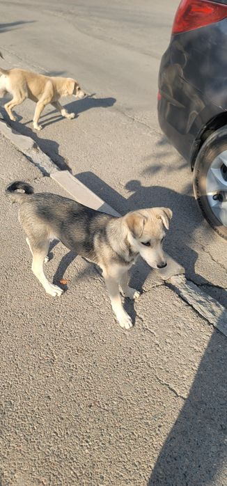 Отдам щенков в добрые руки. Алматы