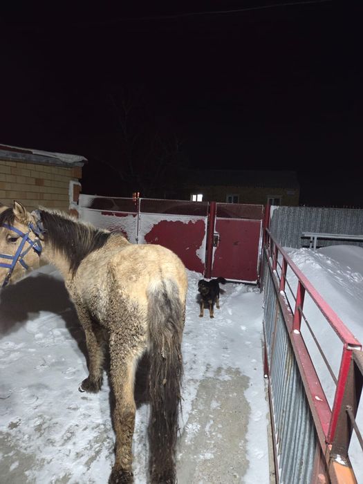 Продается тай (жеребчик)