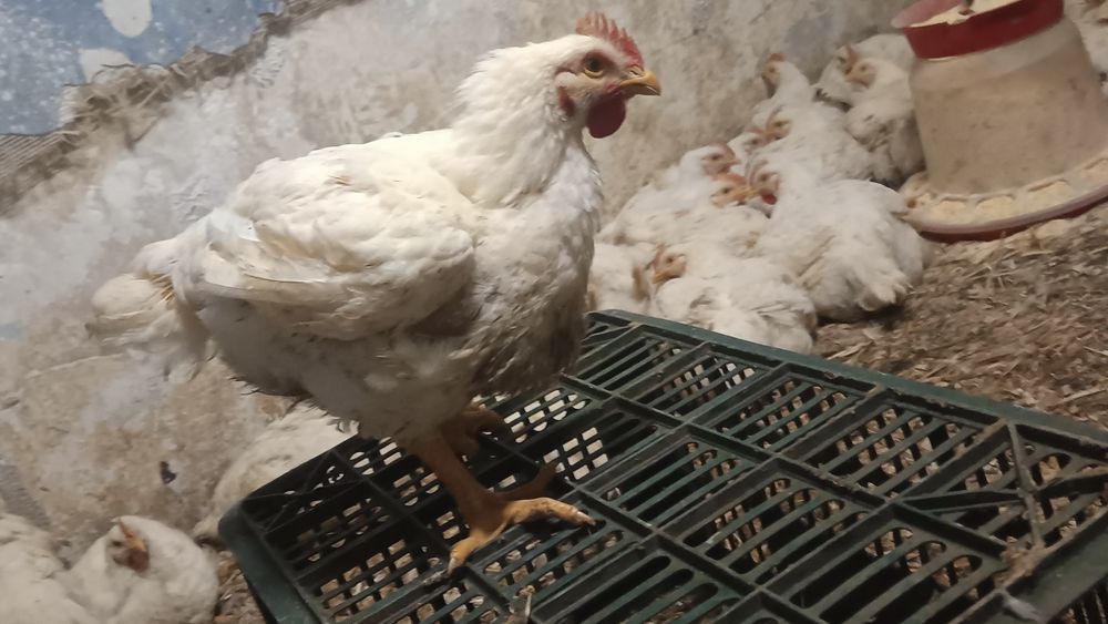 Vând pui sau găini crescute în gospodărie