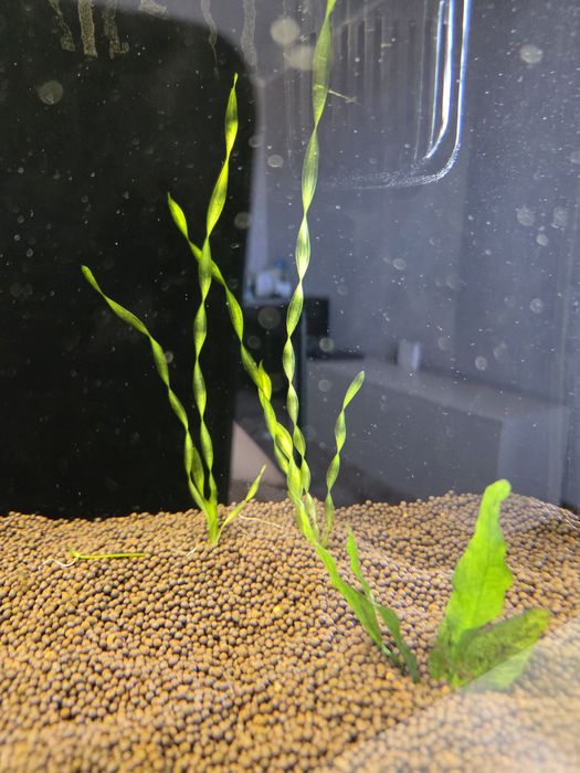Валлиснерия спиральная (Vallisneria spiralis)