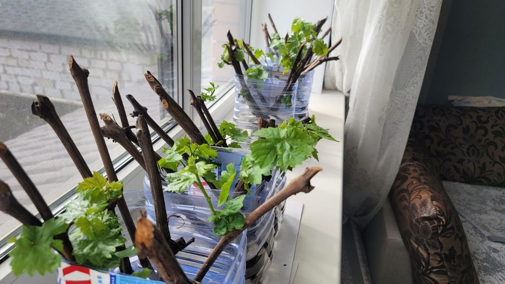 Саженцы абрикоса