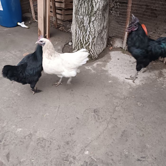 Ухе Юлией товуклари