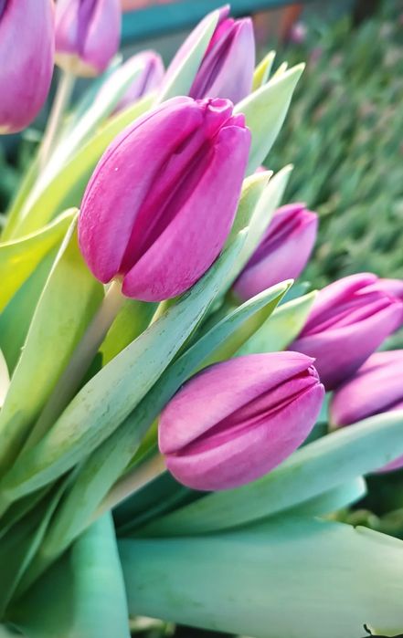 Тюльпаны в наличии