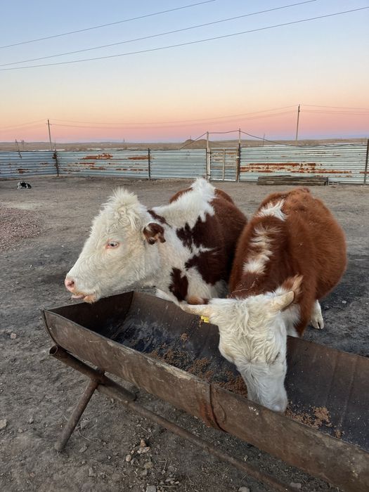 Буаз құнажындар сатылады