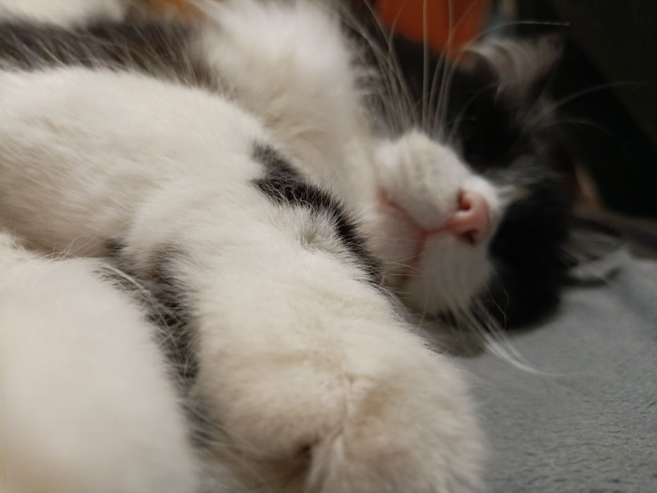 Крупный пушистый кот