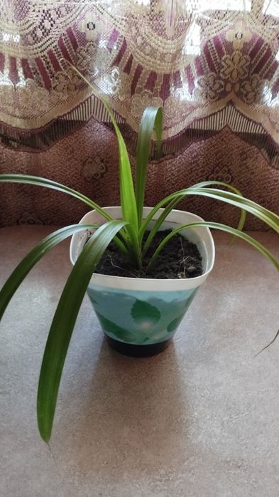 Пандан или винтовая пальма