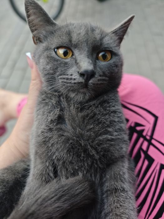 Дымчатый ласковый котенок