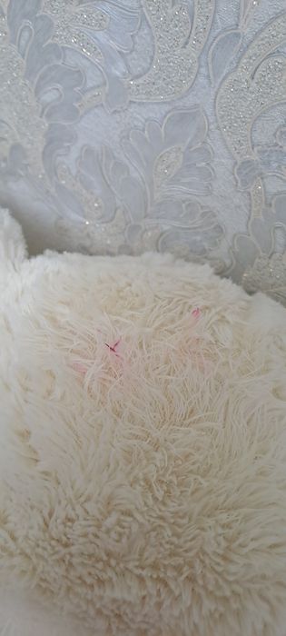 Мишка молочного цвета