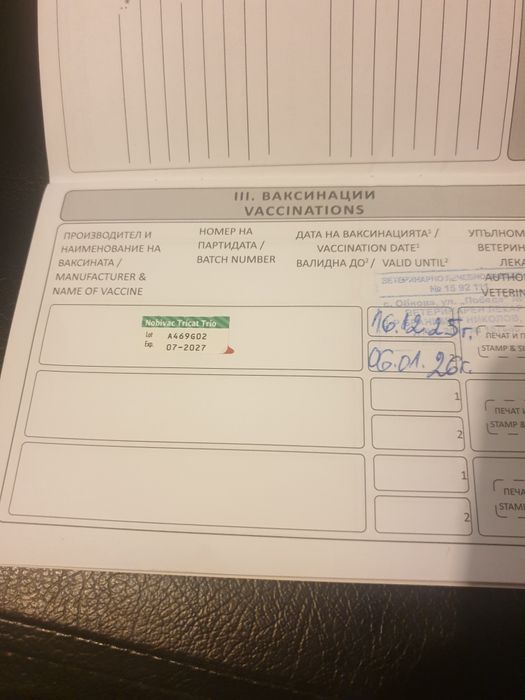 Пдарявам женско сиво коте