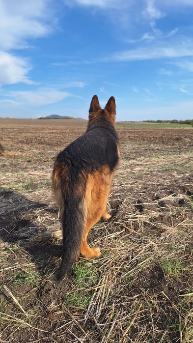 Малка немска овчарка