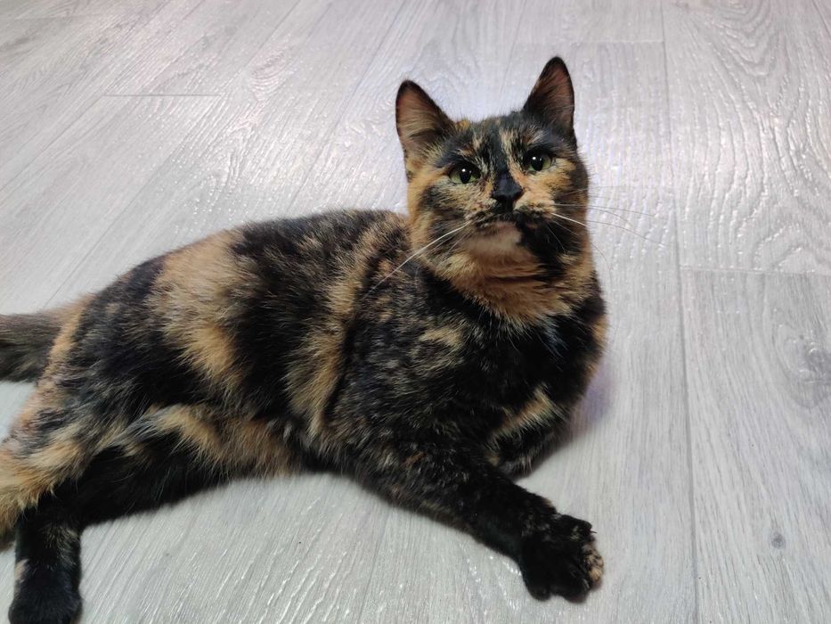 Отдадим бесплатно кошечку