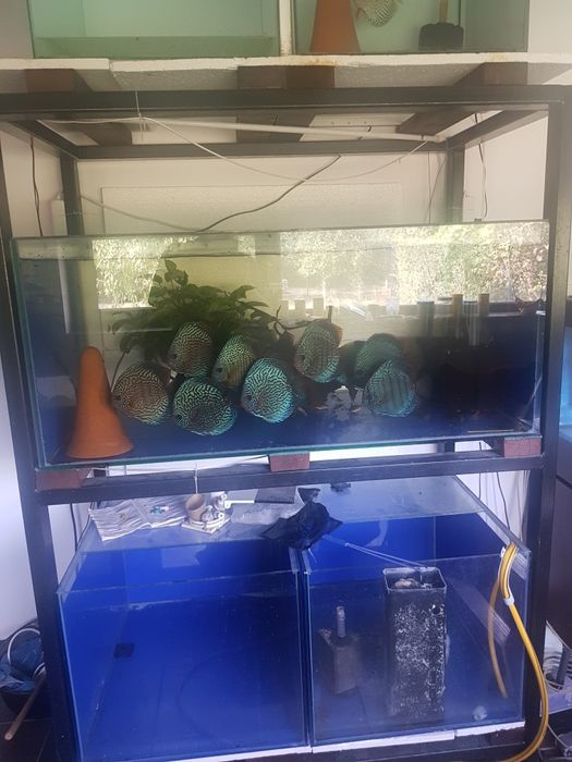 Rastel acvarii plus acvarii