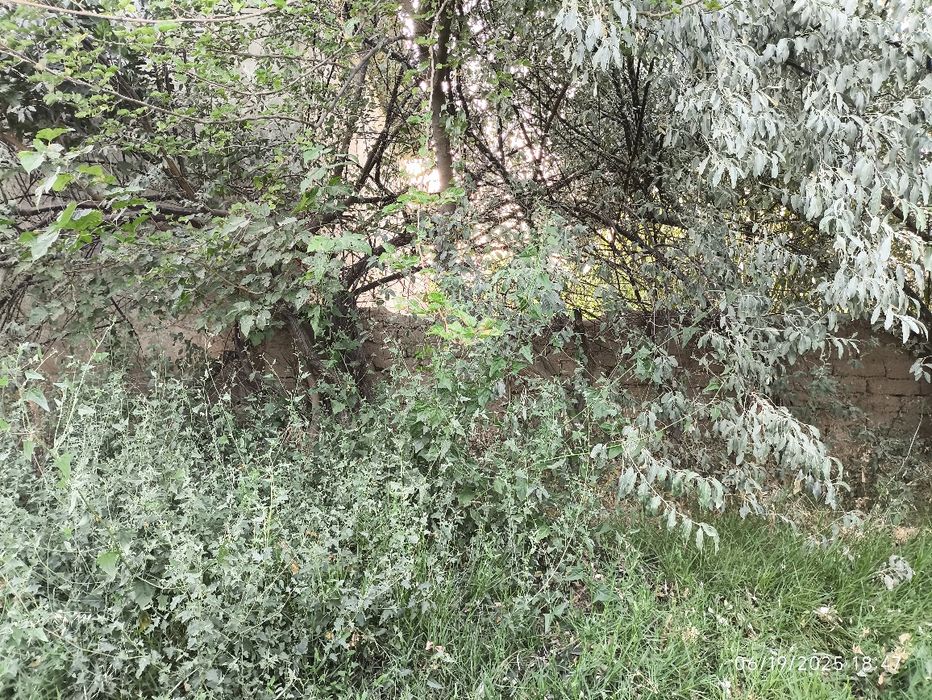 20 sotix yer bandixon , birdamlik mahallasida