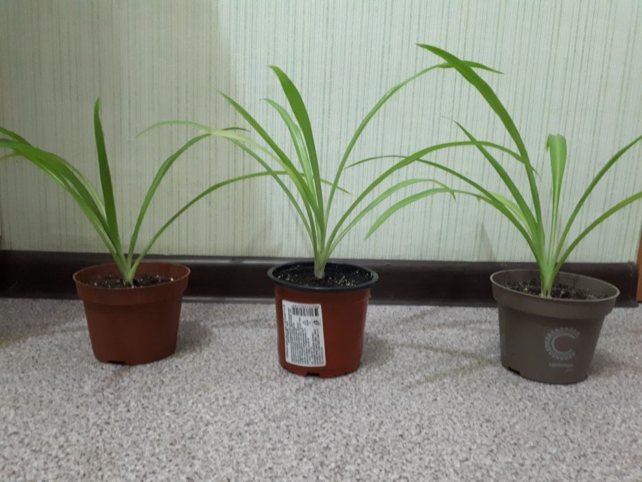 Комнатные цветы хлорофитум