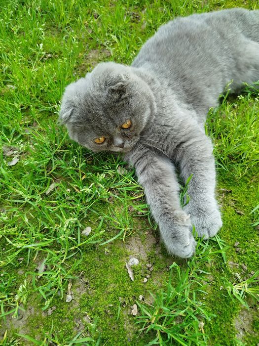 Шотландский вислоухий