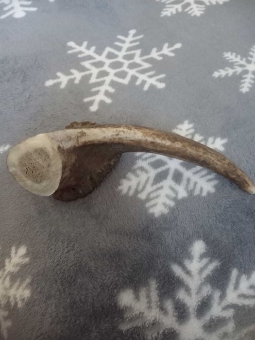 Част от еленско рогче