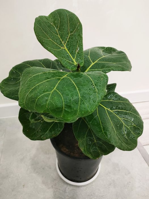 Домашние цветы, доставка