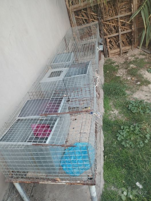 Eshak arava yomkist va 2 ta quyon katak