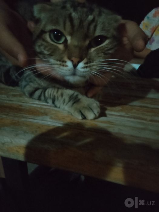 Кот продается Scottish Fold