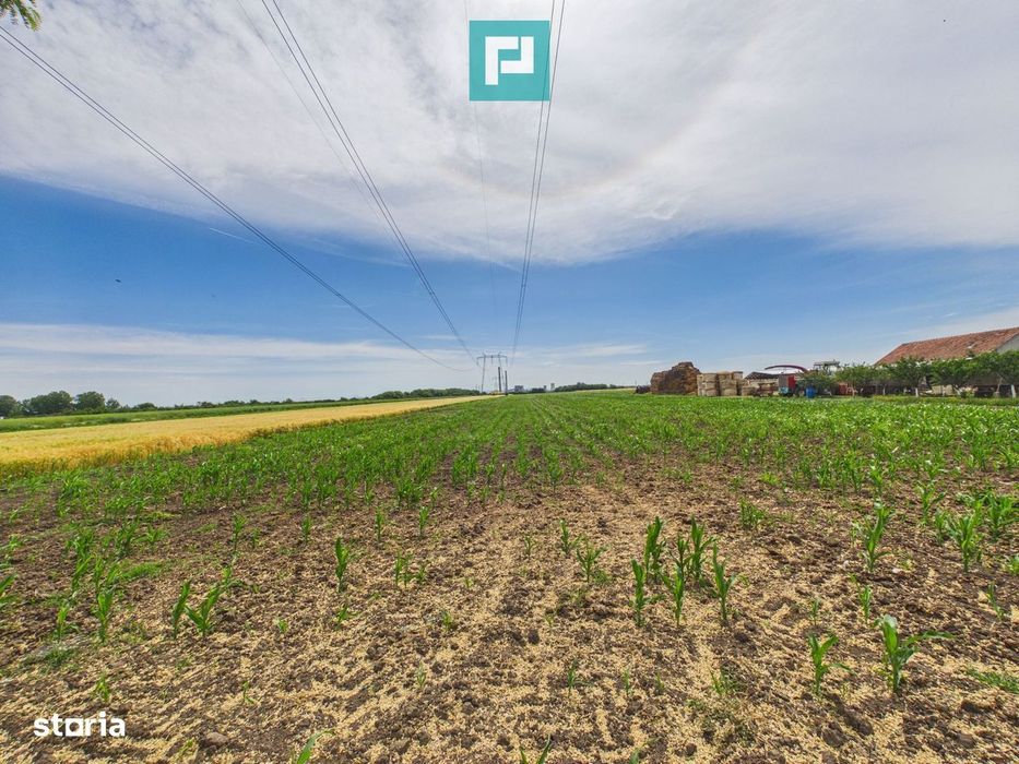 Teren extravilan 5000 mp, Arad