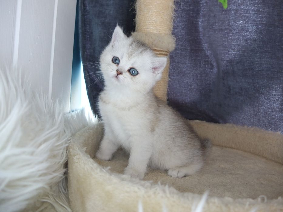 Британско коте сребърна чинчила