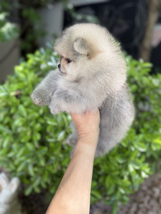 Pomeranian fetita crem cu pedigree FCI