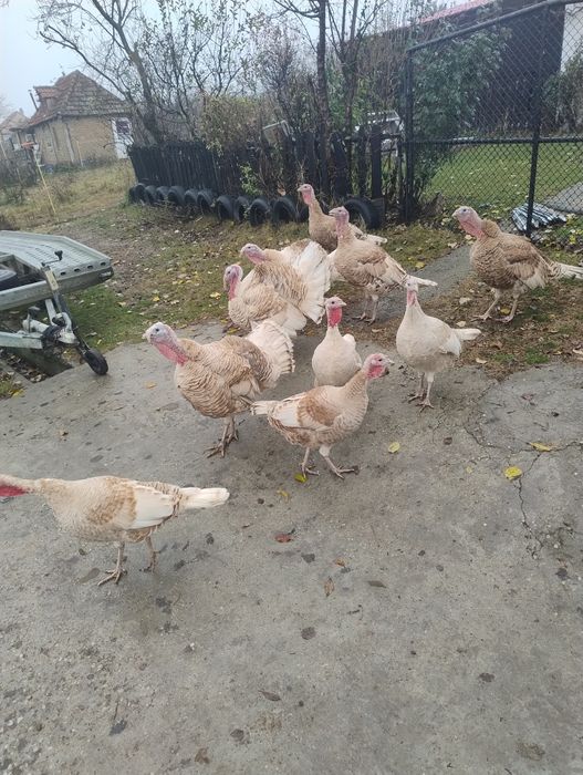 Vând curcanii ‼️