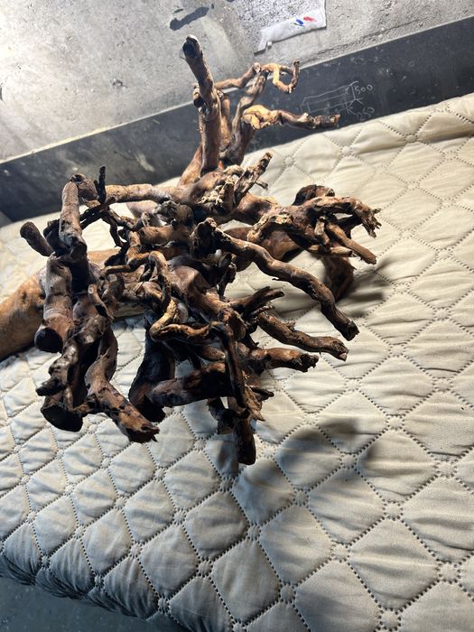 Корен от върба за аквариум обработен!