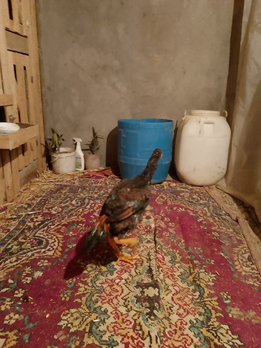 Продаётся цыпленок