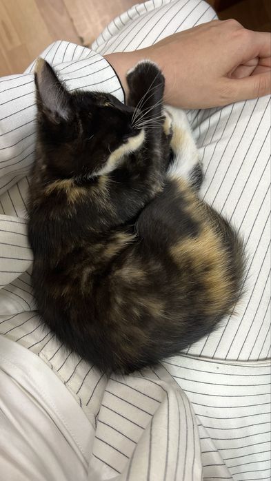Котенка в хорошие руки