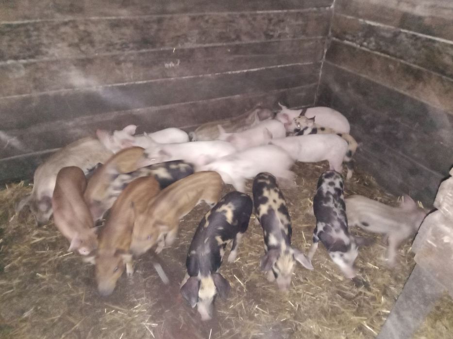 Продам поросят срочно