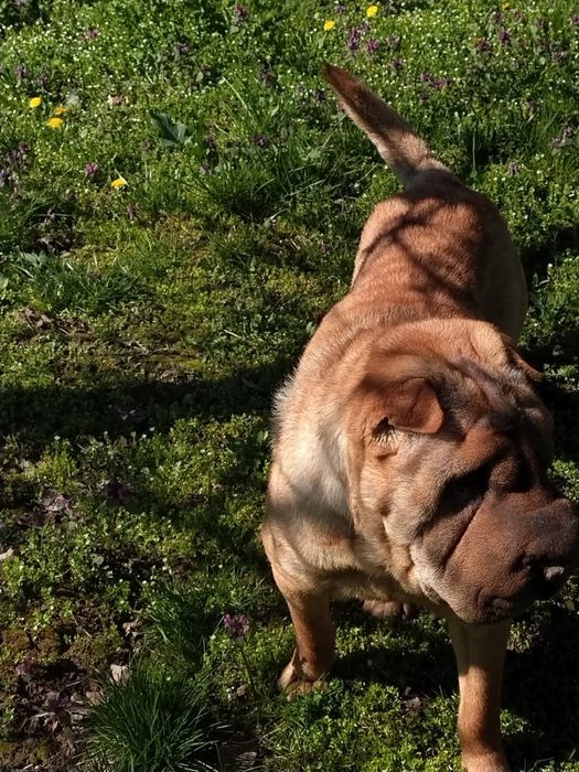 Femela Shar Pei 2 ani