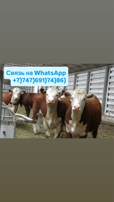 Бычки Телята ‘ Герефорд Белоголовый