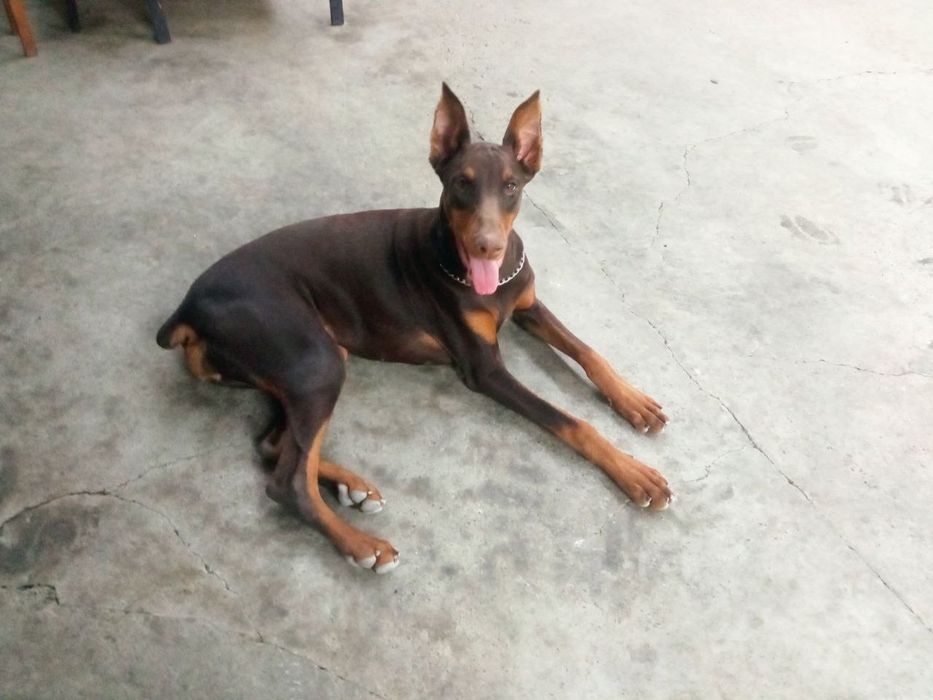 Передержка животных