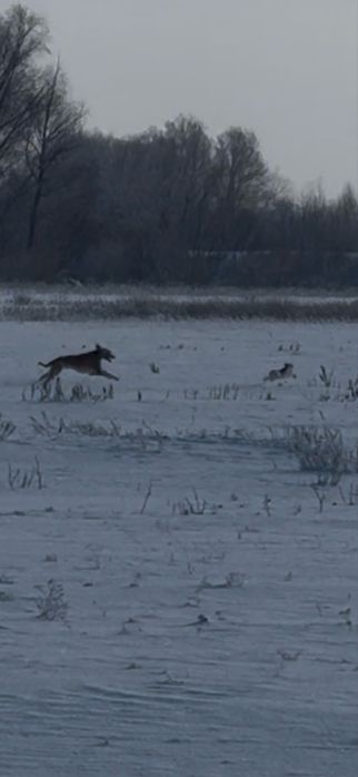 Шашақ Тазы арлан.