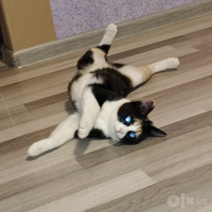 Отдам в хорошие руки