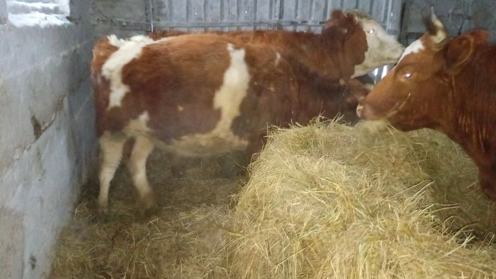 Продам 10 голов Бычков палторашек