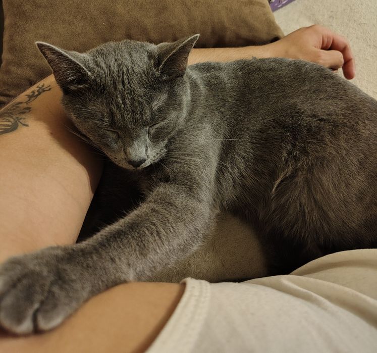 Adopție pisici un an si 6 luni sterilizate