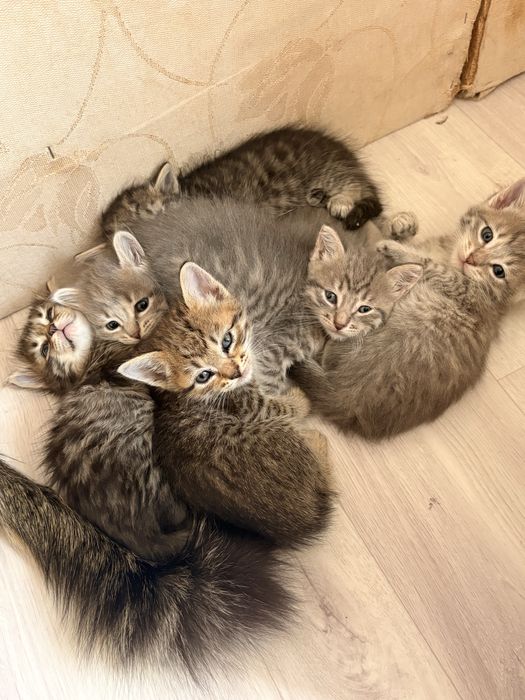 Отдам котят в хорошие руки