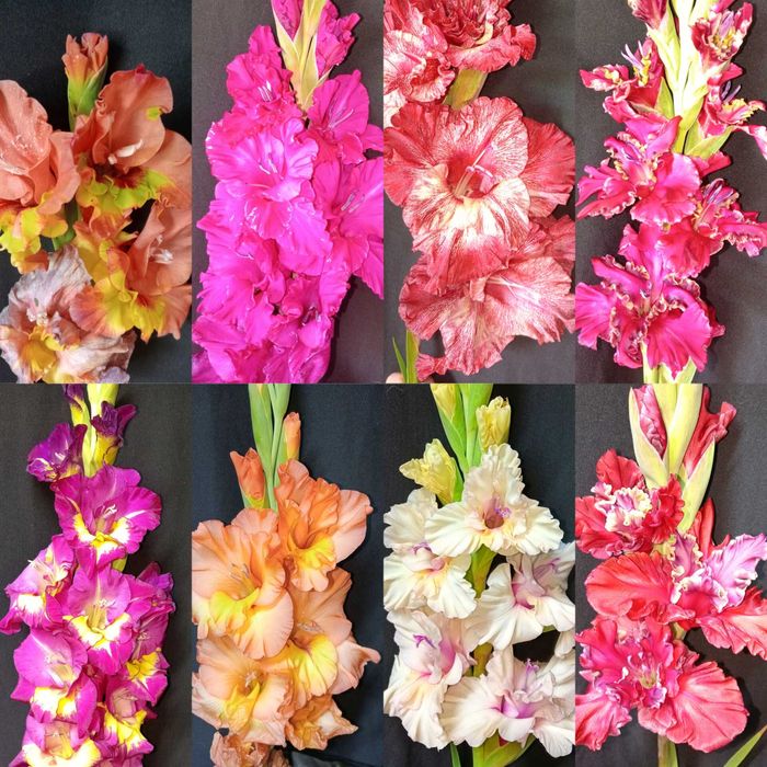 Продам детку гладиолусов