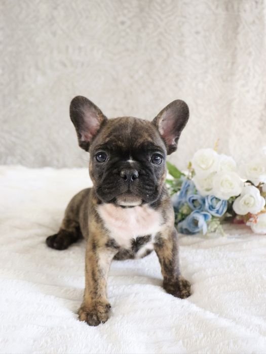 Крошки бульдожки