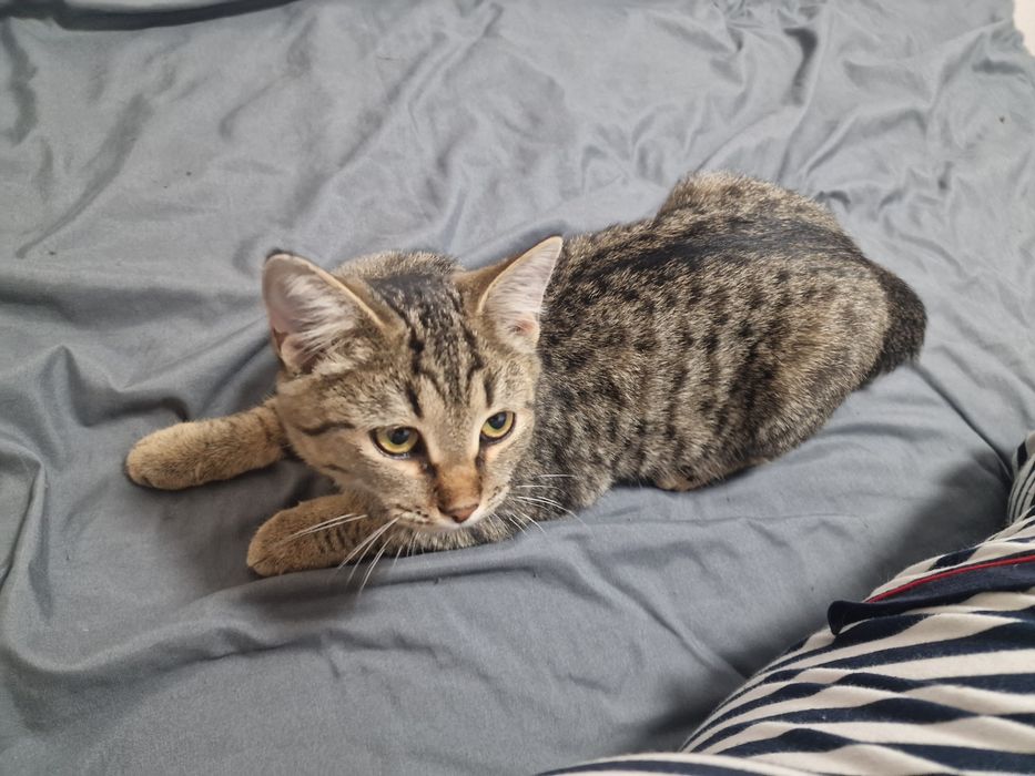 Кошечка ищет дом