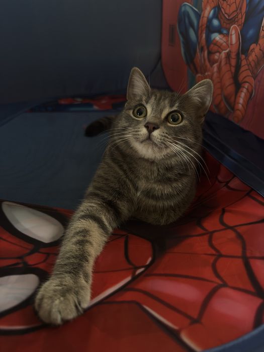 Кошечка ласковая