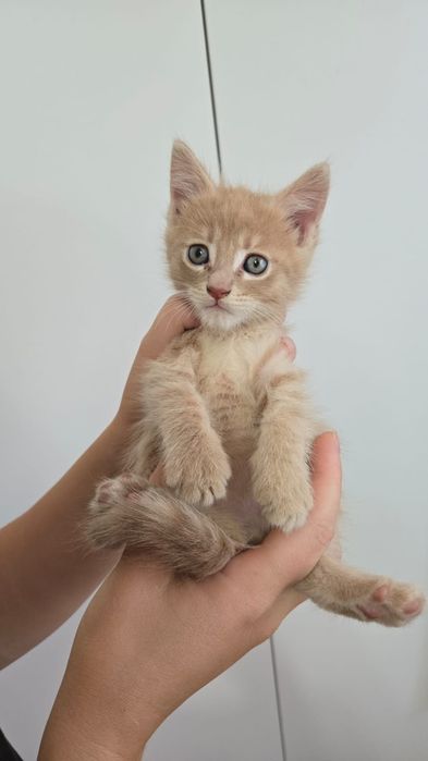 Продаю котят Мейн куна