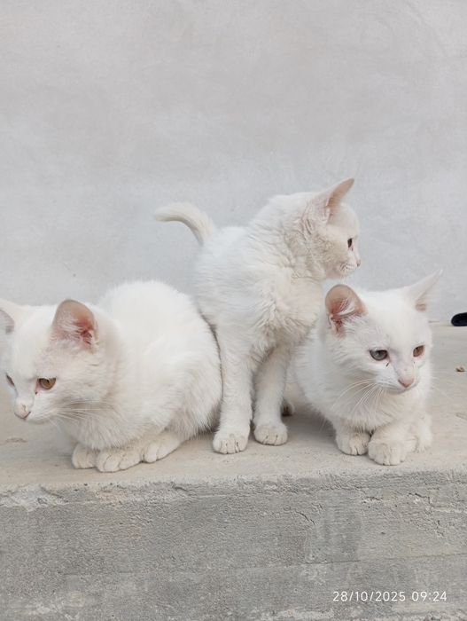 Uning yuzida otirgan mushuk surati